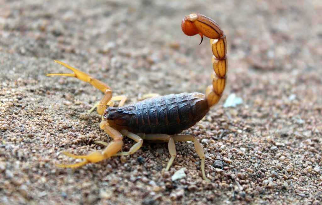 Regretele târzii ale Scorpionului sincer!